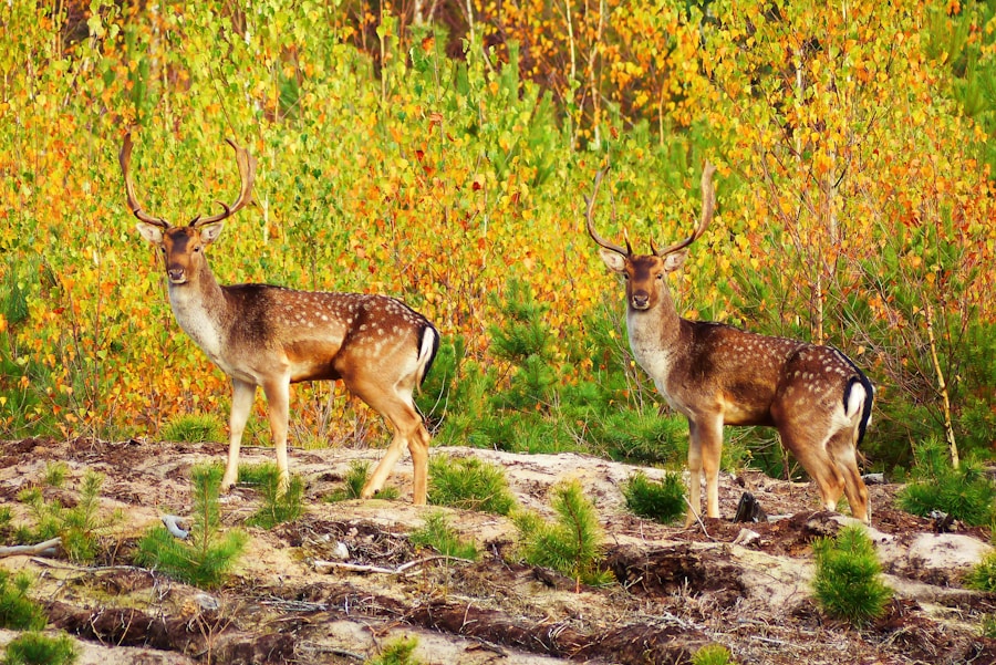 Photo The Flora and Fauna of Canada
