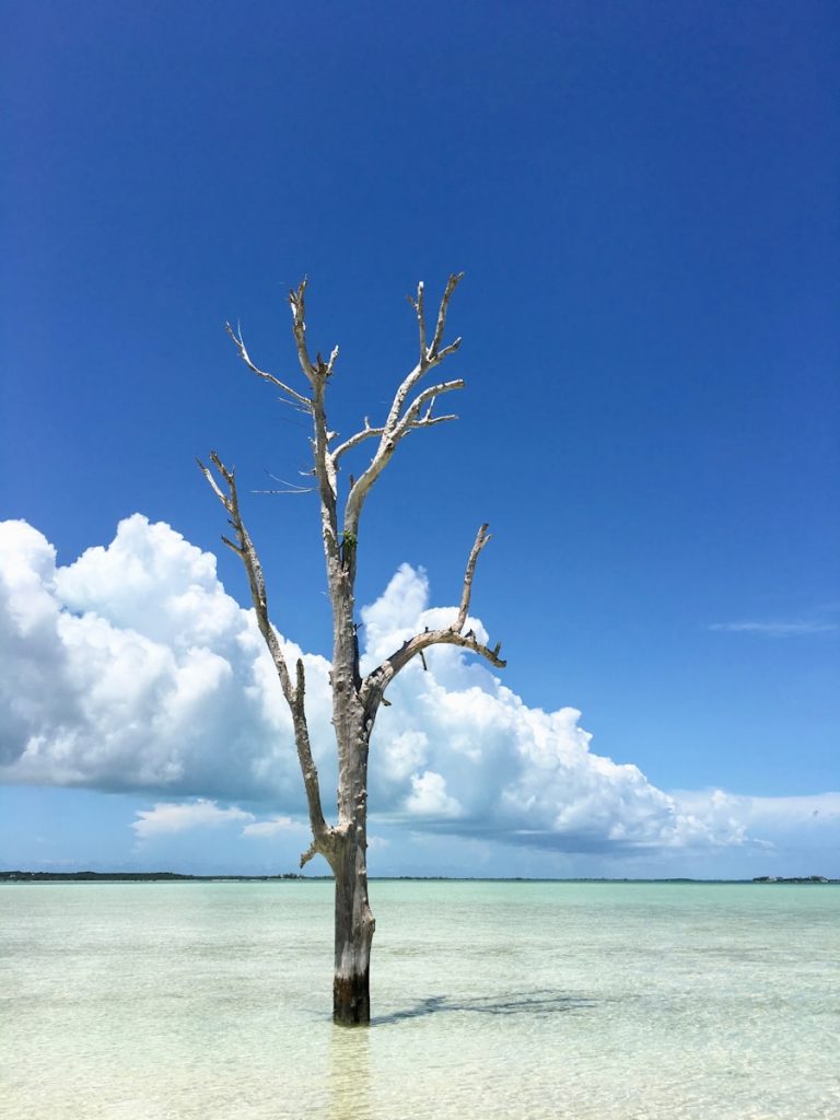 Photo The Flora and Fauna of Kiribati