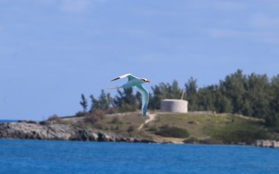 Exploring the Bahamas’ Flora and Fauna