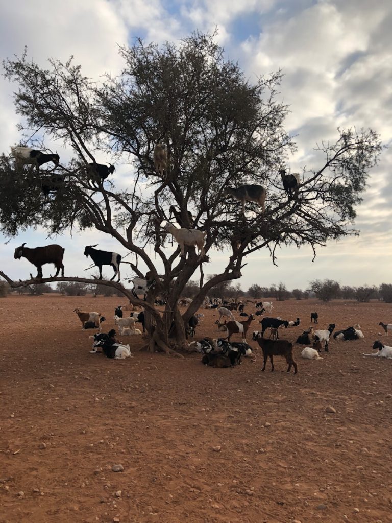 Photo The Flora and Fauna of Chad