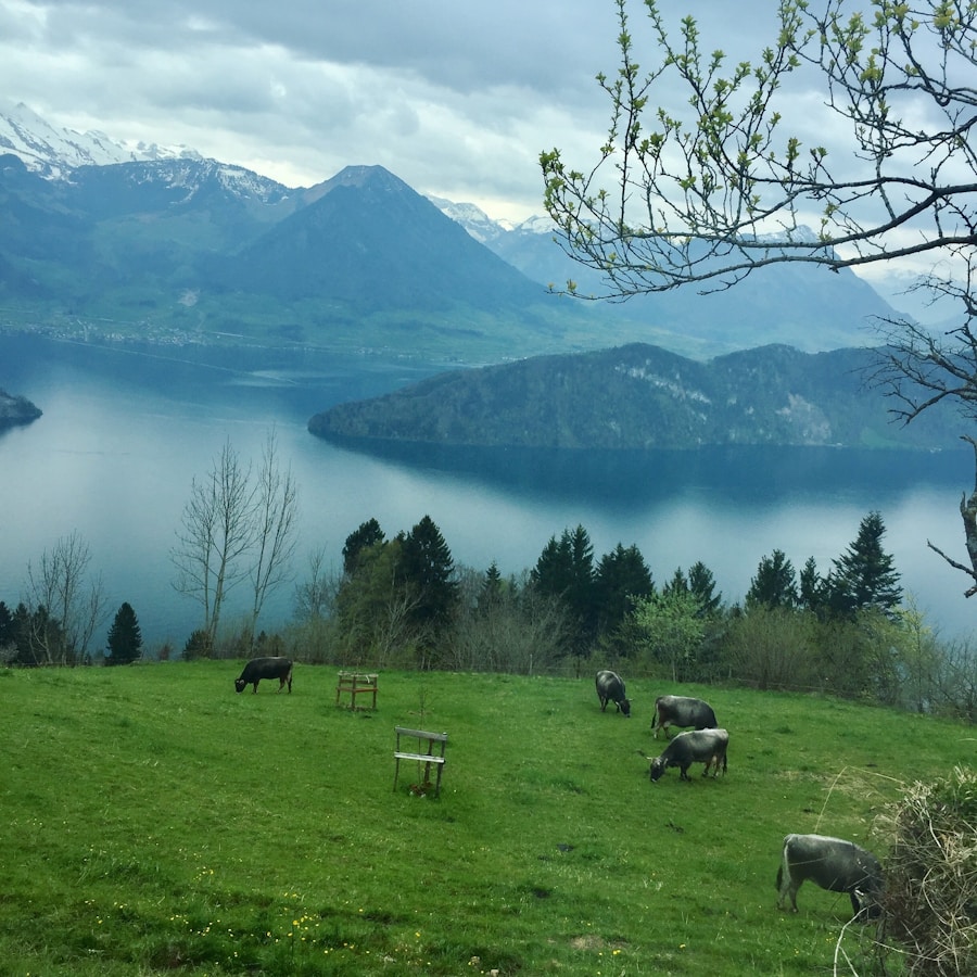Photo The Flora and Fauna of Switzerland