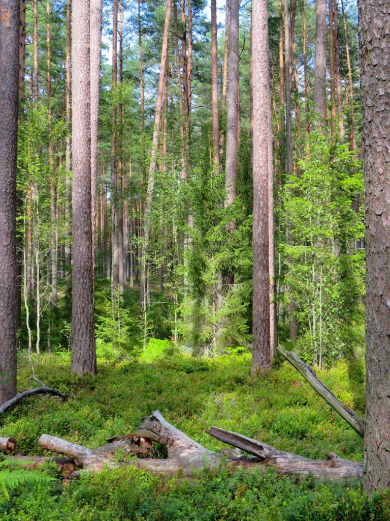 Photo The Flora and Fauna of Estonia