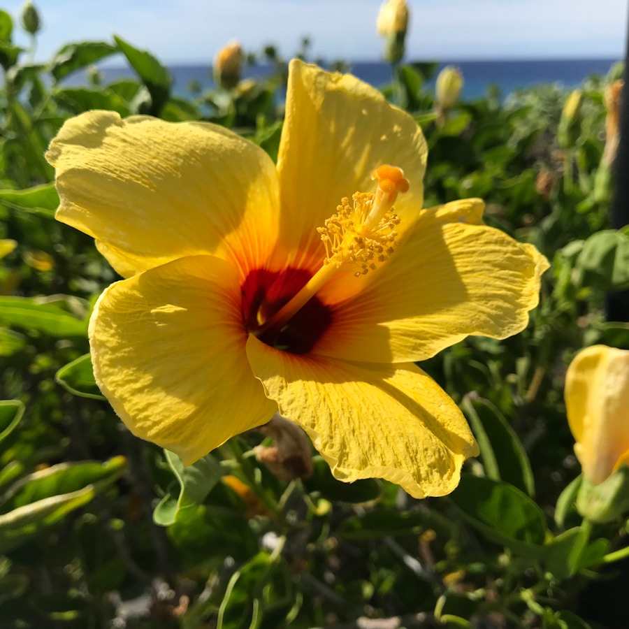 Photo The Flora and Fauna of Saint Kitts and Nevis