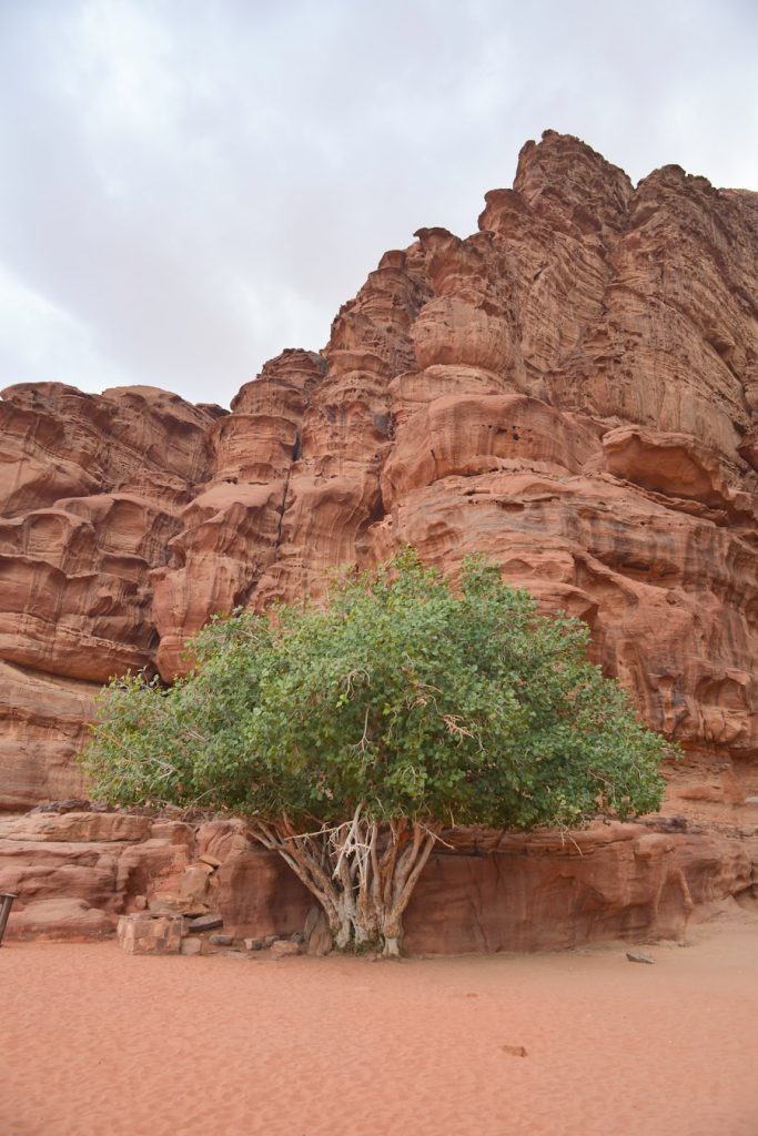 Photo The Flora and Fauna of Oman