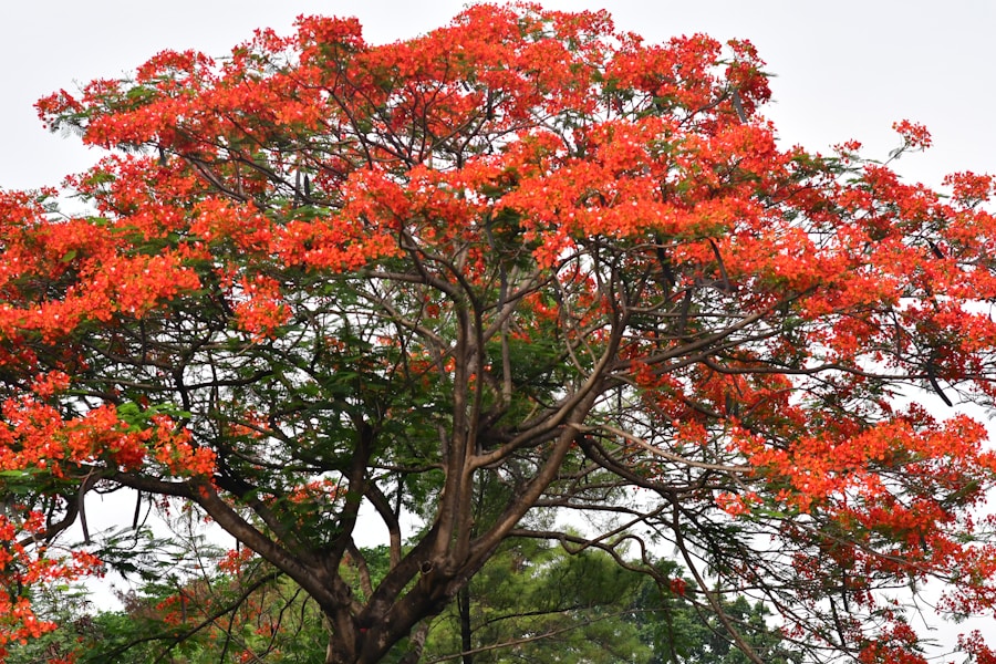 Photo The Flora and Fauna of Togo