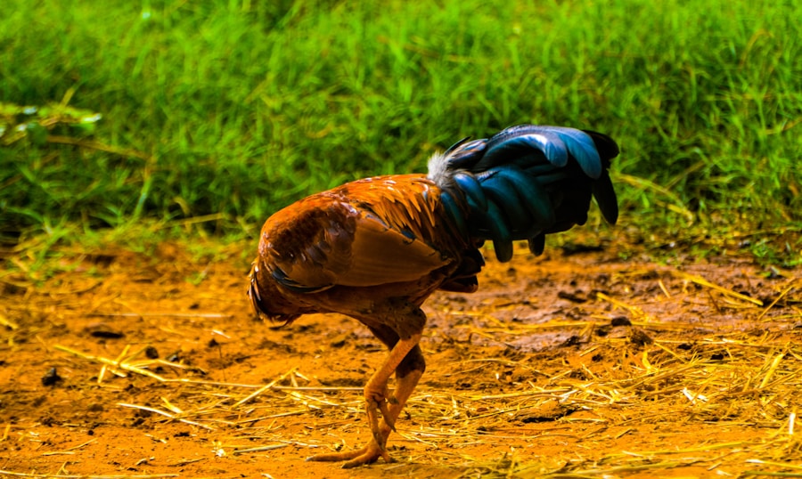 Photo The Flora and Fauna of Cameroon
