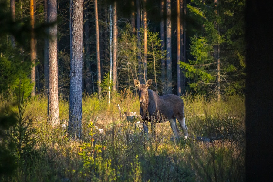 Photo The Flora and Fauna of Finland