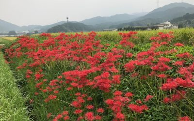 Exploring the Flora and Fauna of North Korea