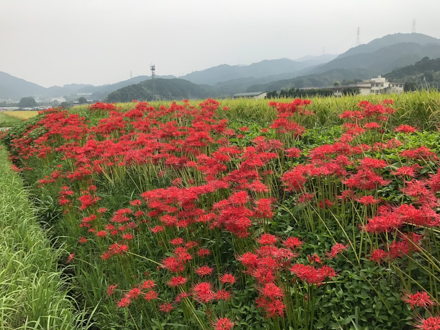 Photo The Flora and Fauna of North Korea