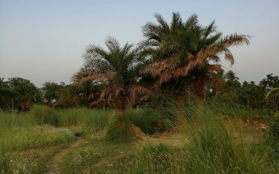 Exploring the Flora and Fauna of Pakistan