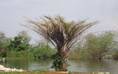 Exploring the Biodiversity of Congo (Brazzaville)