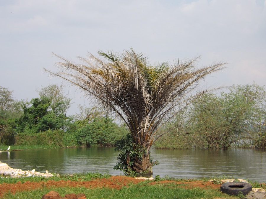 Photo The Flora and Fauna of Congo (Brazzaville)