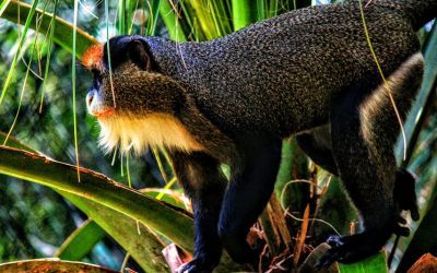 Exploring the Rich Flora and Fauna of Congo (Kinshasa)