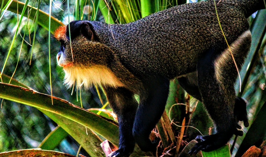 Photo The Flora and Fauna of Congo (Kinshasa)