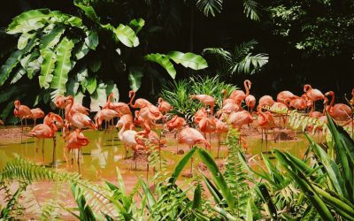 Exploring the Wildlife in the Dominican Republic