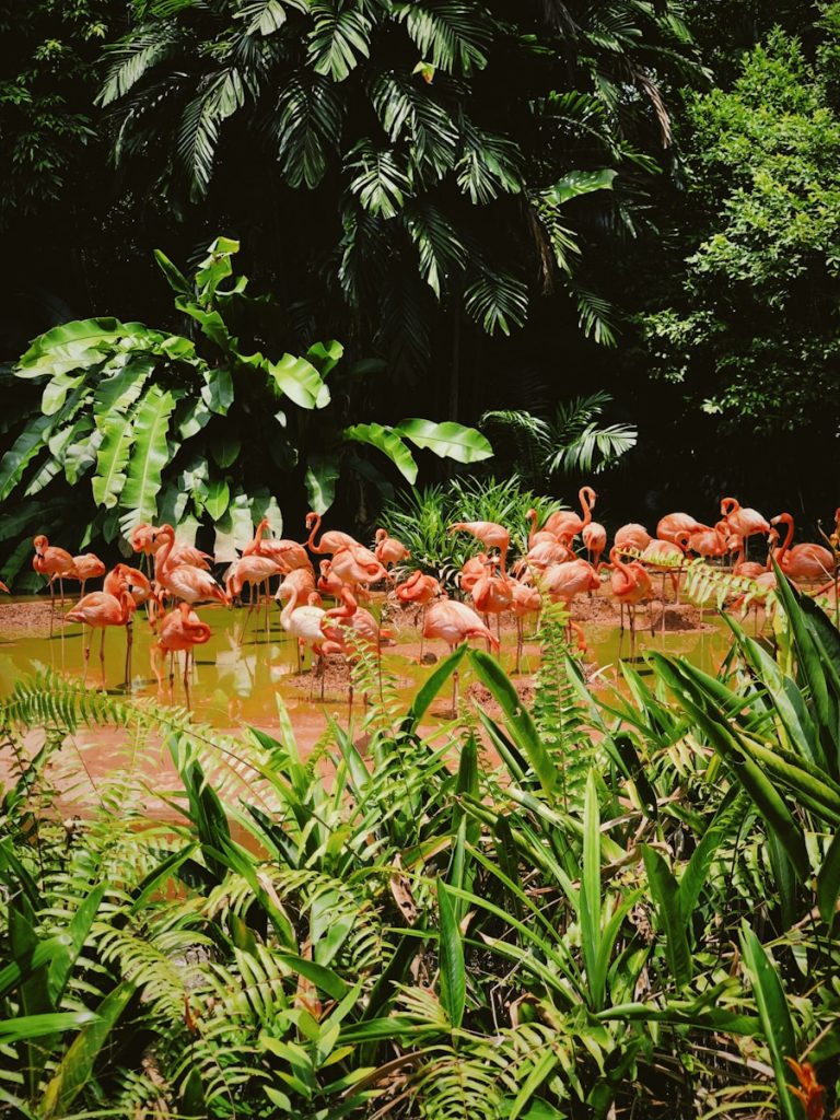Photo The Flora and Fauna of Dominican Republic