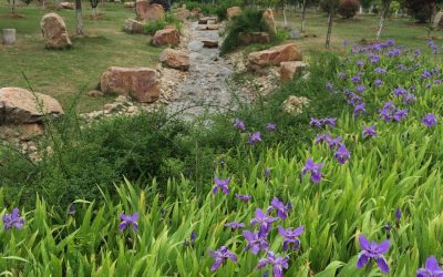 Exploring the Flora and Fauna of South Korea