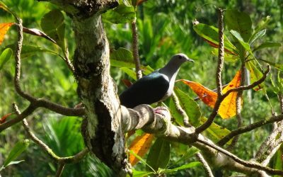 Discovering the Biodiversity of Panama: The Flora and Fauna