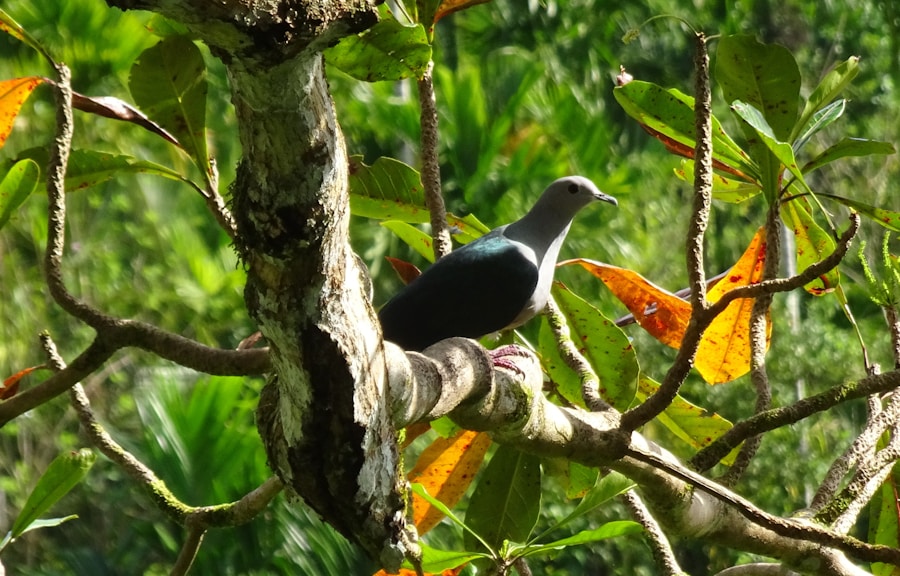Photo The Flora and Fauna of Panama