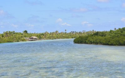 Discovering the Rich Flora and Fauna of Cook Islands