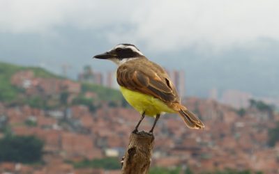 Exploring Colombia’s Rich Flora and Fauna