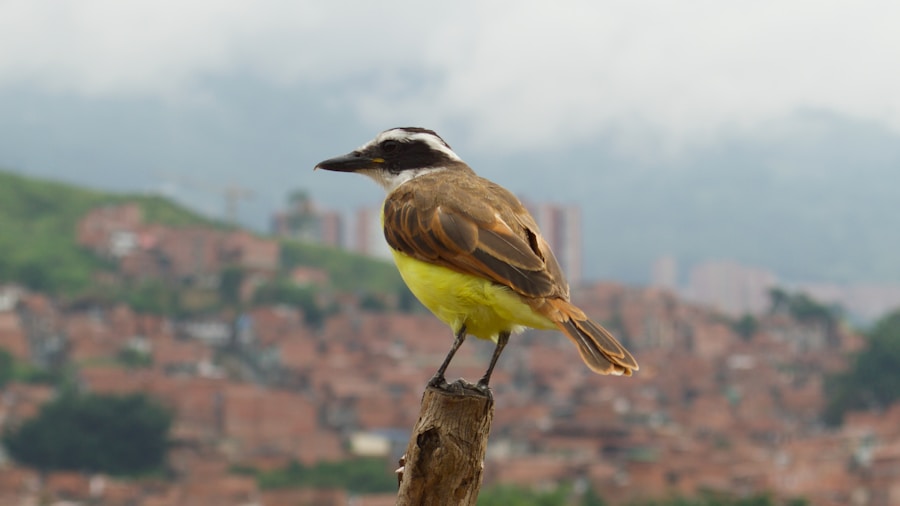 Photo The Flora and Fauna of Colombia