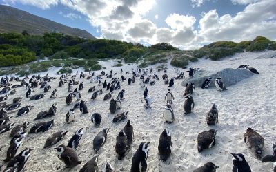 Exploring the Flora and Fauna of the Falkland Islands