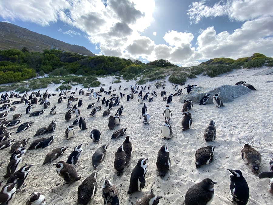 Photo The Flora and Fauna of Falkland Islands