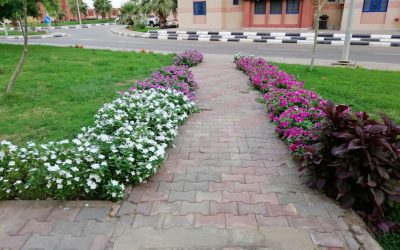 Exploring Kuwait’s Flora and Fauna