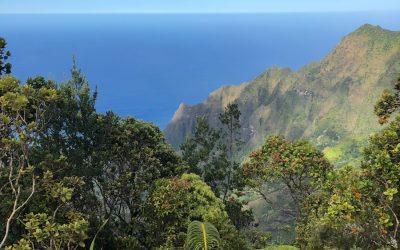 Exploring the Flora and Fauna of Pitcairn Islands