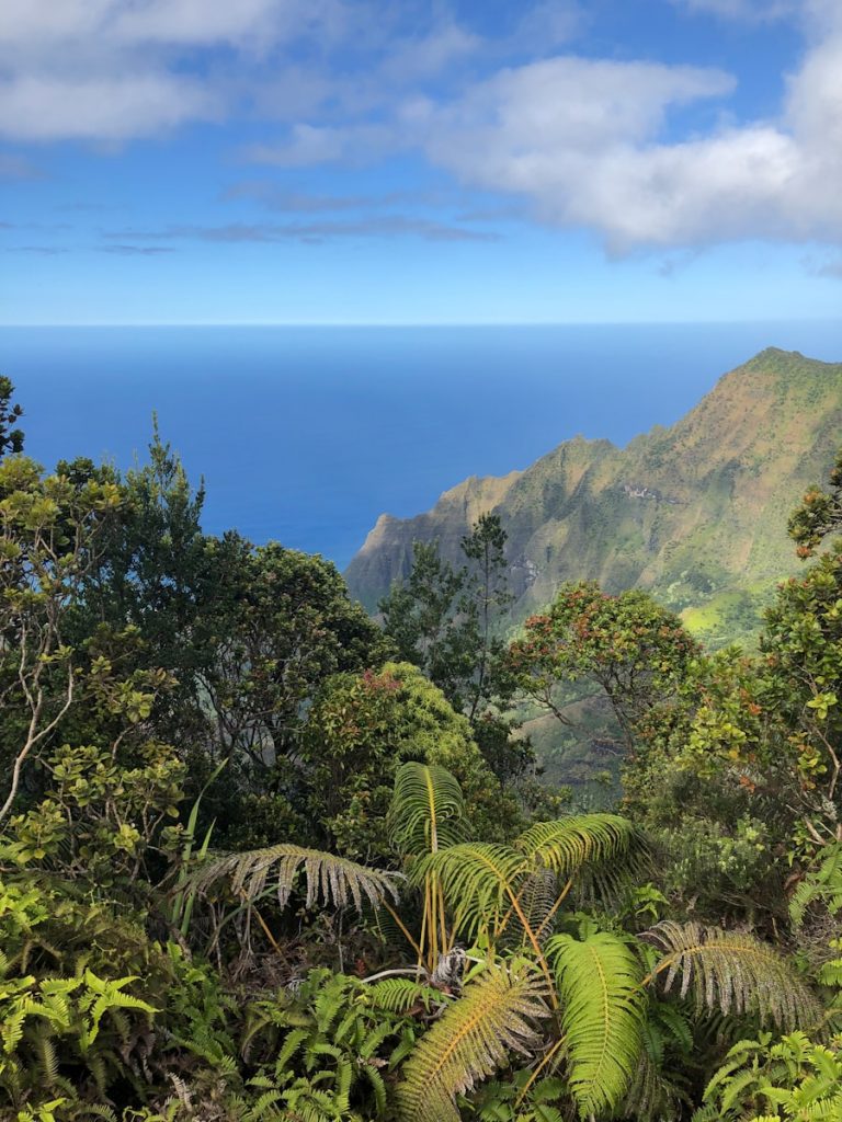 Photo The Flora and Fauna of Pitcairn Islands