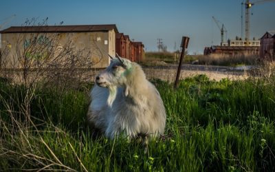 Exploring the Rich Flora and Fauna of Kazakhstan