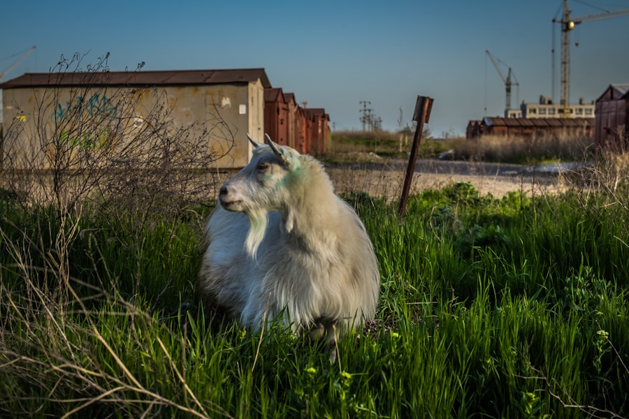 Photo The Flora and Fauna of Kazakhstan