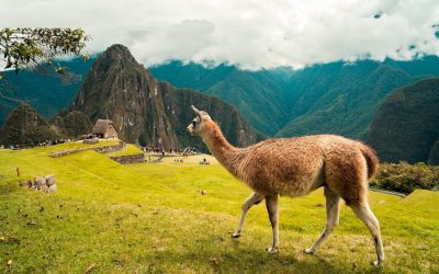 Exploring the Rich Flora and Fauna of Peru