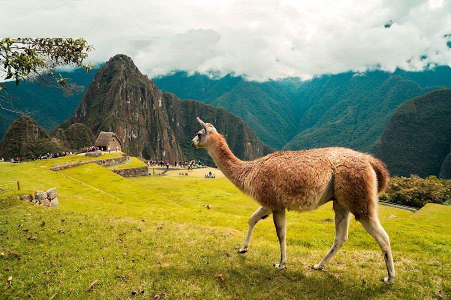 Photo The Flora and Fauna of Peru