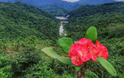 Exploring the Flora and Fauna of Laos