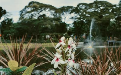 Exploring the Biodiversity of the Philippines: The Flora and Fauna