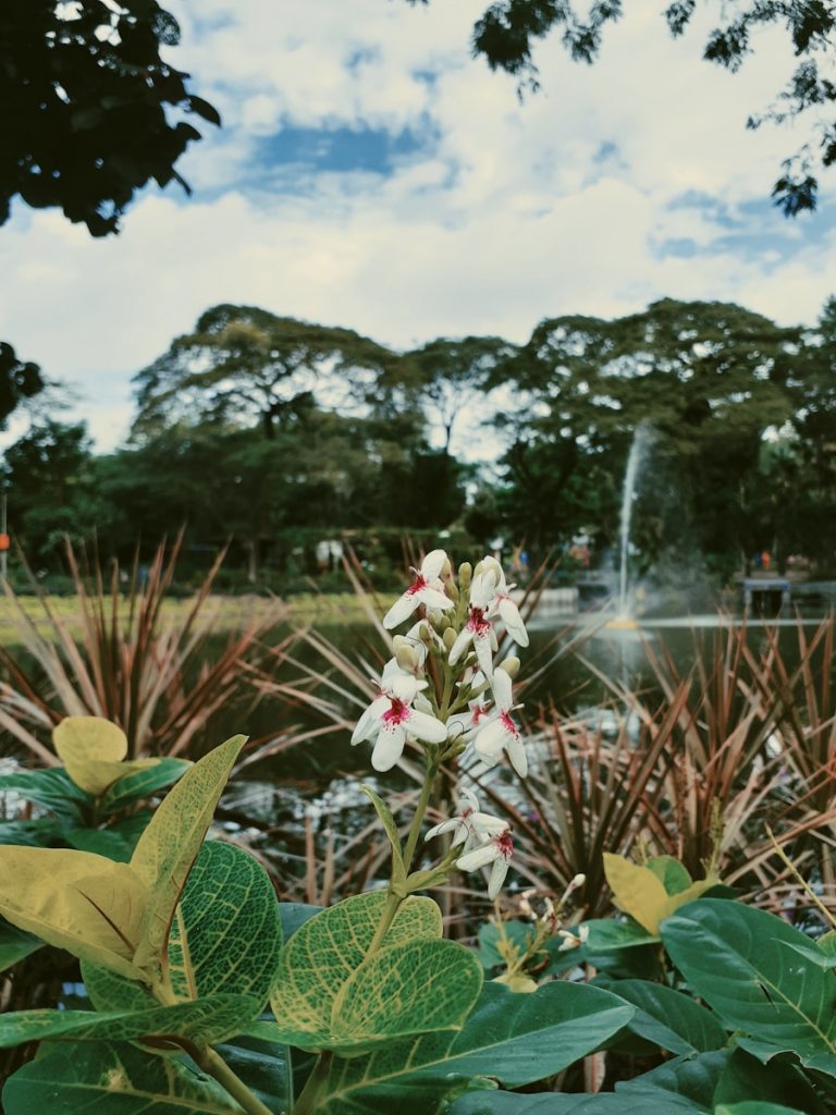 Photo "The Flora and Fauna of the Philippines"