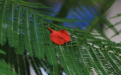 Exploring the Rich Biodiversity of Micronesia