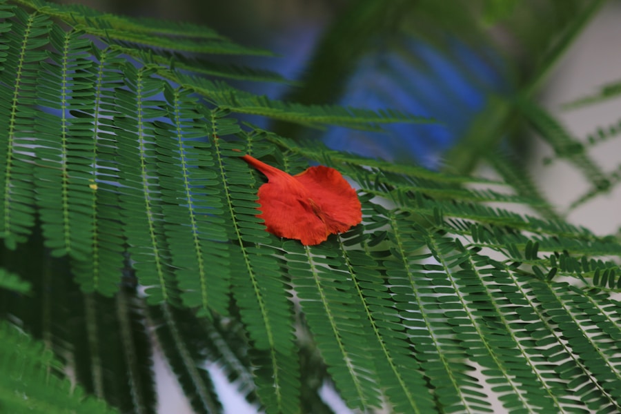 Photo The Flora and Fauna of Micronesia