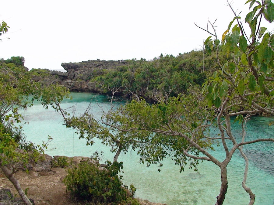 Photo The Flora and Fauna of Palau
