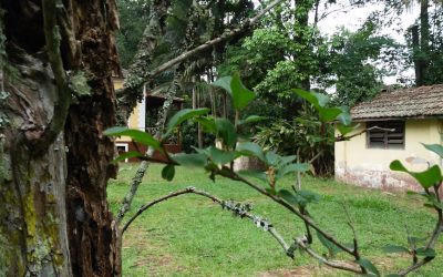 Exploring the Wildlife of Gabon