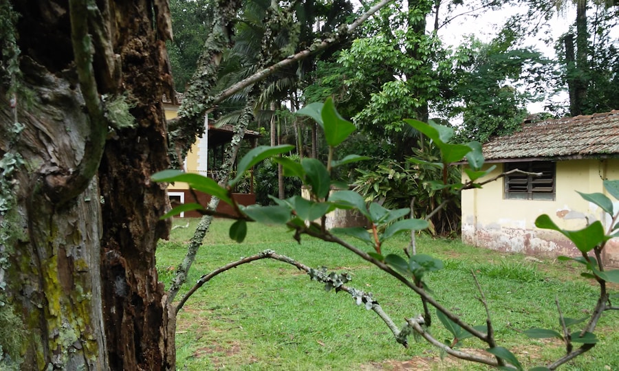 Photo The Flora and Fauna of Gabon
