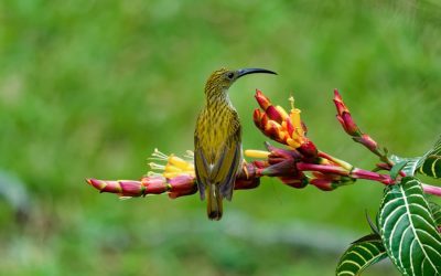 Exploring the Biodiversity of Papua New Guinea