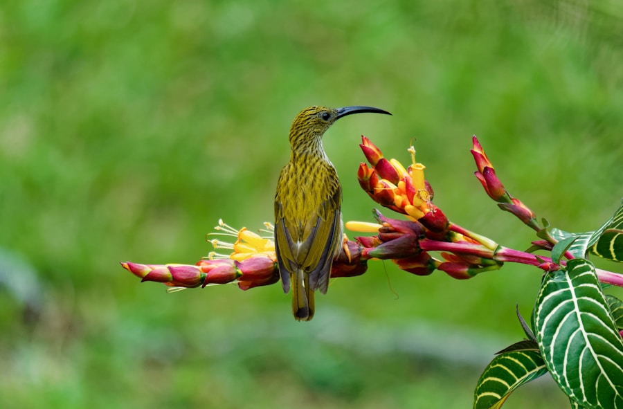 Photo The Flora and Fauna of Papua New Guinea