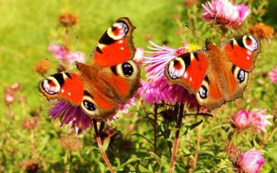 Exploring the Flora and Fauna of the UK