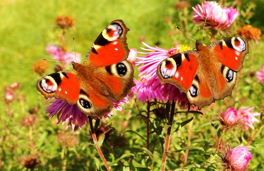 Photo The Flora and Fauna of the United Kingdom