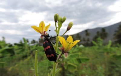 Exploring the Biodiversity of Timor-Leste’s Flora and Fauna