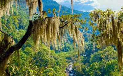 Exploring Georgia’s Rich Flora and Fauna
