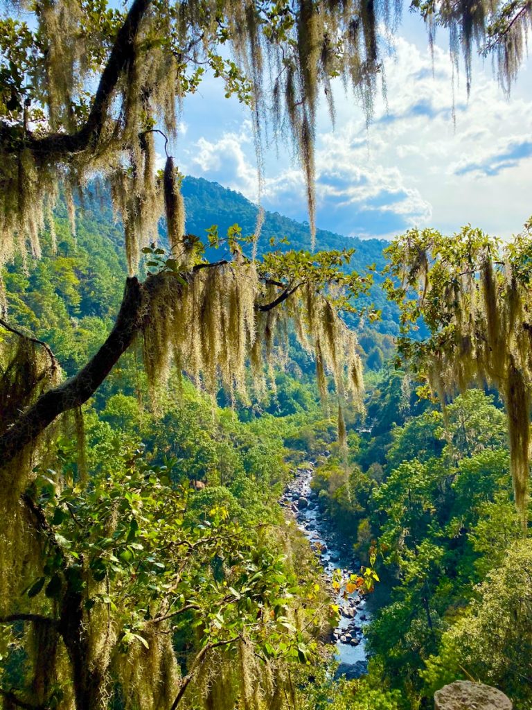 Photo The Flora and Fauna of Georgia